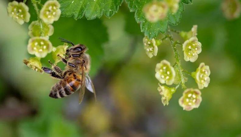 Arıları ne kadar tanıyorsunuz? Arılar hakkında ilginç bilgiler 22